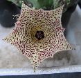 Photo albulle/datas/photos/cactus_succulentes/asclepiadacees/huernia_hystrix_3.jpg