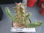 Photo albulle/datas/photos/cactus_succulentes/asclepiadacees/huernia_macrocarpa_penzigii.jpg