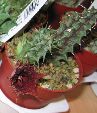 Photo albulle/datas/photos/cactus_succulentes/asclepiadacees/huernia_saudi_arabica2.jpg