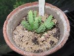 Photo albulle/datas/photos/cactus_succulentes/asclepiadacees/huernia_sp_3.jpg