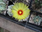 Photo albulle/datas/photos/cactus_succulentes/astrophytum/hybride2.jpg