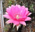 Photo albulle/datas/photos/cactus_succulentes/echinopsis/hybride_235_serenade_mittelrotilia_fleur1.jpg