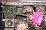 Photo albulle/datas/photos/cactus_succulentes/echinopsis/hybride_235_serenade_mittelrotilia_fleur2.jpg