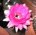Photo albulle/datas/photos/cactus_succulentes/echinopsis/hybride_235_serenade_mittelrotilia_fleur3.jpg