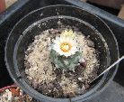 Photo albulle/datas/photos/cactus_succulentes/turbinicarpus/klinkerianus_2.jpg