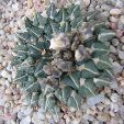 Photo albulle/datas/photos/cactus_succulentes/ariocarpus/kotschoubeyanus_albiflorus.jpg