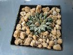 Photo albulle/datas/photos/cactus_succulentes/ariocarpus/kotschoubeyanus_elephantides.jpg