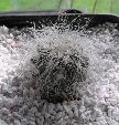 Photo albulle/datas/photos/cactus_succulentes/copiapoa/krainziana_2_RCP40.jpg