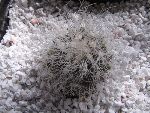 Photo albulle/datas/photos/cactus_succulentes/copiapoa/krainziana_RCP40.jpg