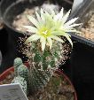 Photo albulle/datas/photos/cactus_succulentes/turbinicarpus/krainzianus_minimus_1.jpg