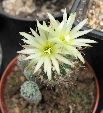 Photo albulle/datas/photos/cactus_succulentes/turbinicarpus/krainzianus_minimus_2.jpg