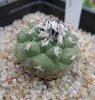 Photo albulle/datas/photos/cactus_succulentes/turbinicarpus/lophophoroides.jpg