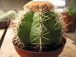 Photo albulle/datas/photos/hollande2007_mes_achats/melocactus_sp.jpg