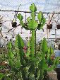 Photo albulle/datas/photos/cactus_succulentes/euphorbe/michel_steegmans.jpg