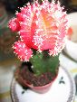 Photo albulle/datas/photos/cactus_succulentes/gymnocalycium/mihanovitchii_rubrens.jpg