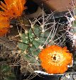 Photo albulle/datas/photos/cactus_succulentes/acanthocalycium/minutum2.jpg