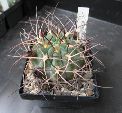 Photo albulle/datas/photos/cactus_succulentes/acanthocalycium/minutum.jpg