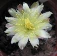 Photo albulle/datas/photos/cactus_succulentes/copiapoa/mollicula_1.jpg