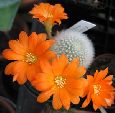 Photo albulle/datas/photos/cactus_succulentes/rebutia/muscula_2.jpg