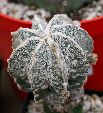Photo albulle/datas/photos/cactus_succulentes/astrophytum/myrio_fukuryu2.JPG