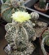 Photo albulle/datas/photos/cactus_succulentes/astrophytum/myrio_fukuryu.JPG