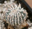 Photo albulle/datas/photos/cactus_succulentes/astrophytum/myrio_fukuryu_bizarre.JPG