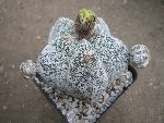 Photo albulle/datas/photos/cactus_succulentes/astrophytum/myrio_onzuka_prolifera.JPG