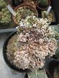 Photo albulle/datas/photos/cactus_succulentes/astrophytum/myrio_thin_cristata.jpg