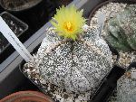 Photo albulle/datas/photos/cactus_succulentes/astrophytum/myrio_tri_hakuun.JPG
