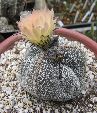 Photo albulle/datas/photos/cactus_succulentes/astrophytum/myrio_tricostatum.JPG