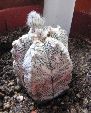 Photo albulle/datas/photos/cactus_succulentes/astrophytum/myriostigma_doria_nii.jpg