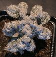Photo albulle/datas/photos/cactus_succulentes/astrophytum/myriostigma_polycephala_1.jpg