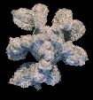 Photo albulle/datas/photos/cactus_succulentes/astrophytum/myriostigma_polycephala_2.jpg