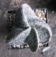 Photo albulle/datas/photos/cactus_succulentes/astrophytum/myristigma_quadricostatum.jpg