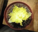 Photo albulle/datas/photos/cactus_succulentes/copiapoa/non_id1_2.jpg