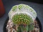 Photo albulle/datas/photos/cactus_succulentes/cristation/notocactus_scopa_inermis_cristata.jpg