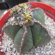 Photo albulle/datas/photos/cactus_succulentes/astrophytum/nudum_costa.JPG