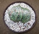 Photo albulle/datas/photos/cactus_succulentes/astrophytum/ornatum_crist.JPG