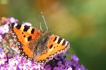 Photo albulle/datas/photos/insectes/papillon.jpg