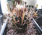 Photo albulle/datas/photos/cactus_succulentes/stenocactus/phyllacanthus.jpg