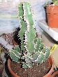 Photo albulle/datas/photos/cactus_succulentes/euphorbe/polyacantha.jpg