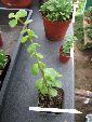 Photo albulle/datas/photos/cactus_succulentes/succulentes_diverses/portulacaria_afra.jpg