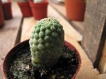 Photo albulle/datas/photos/hollande2007_mes_achats/pseudolithos_sp.jpg