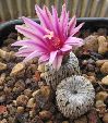 Photo albulle/datas/photos/cactus_succulentes/turbinicarpus/pseudopectinata_bicephale.jpg