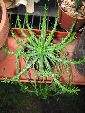 Photo albulle/datas/photos/cactus_succulentes/euphorbe/pugniformis.jpg