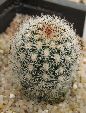 Photo albulle/datas/photos/cactus_succulentes/cierge/pygmaeocereus_byselianus.jpg