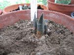 Photo albulle/datas/photos/cactus_succulentes/ariocarpus/retusus.jpg