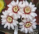 Photo albulle/datas/photos/cactus_succulentes/gymnocalycium/ryojense.jpg