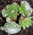 Photo albulle/datas/photos/cactus_succulentes/succulentes_diverses/sempervivum_arachnoideum.jpg