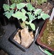 Photo albulle/datas/photos/cactus_succulentes/succulentes_diverses/senecio_articulatus_1.jpg